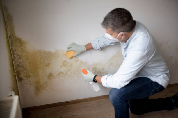 Best Mold-Related Health Consultation  in Bicknell, IN